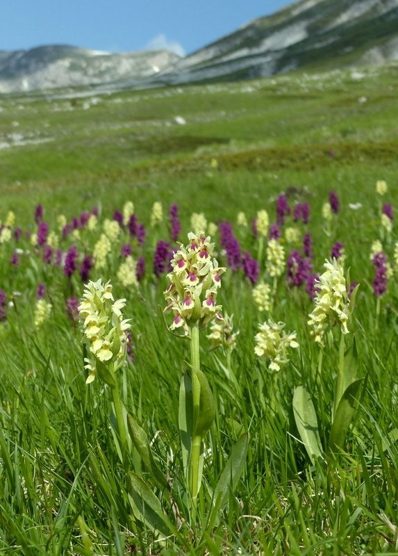 Dactylorhiza sambucina f. chusae  Parco Nazionale del Gran Sasso  giugno 2023.